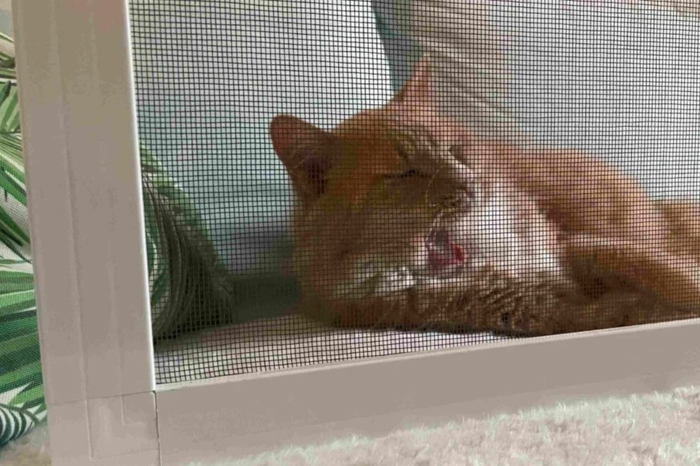 Putukavõrk - image 5