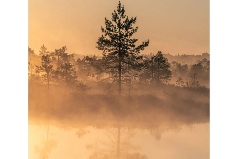 JAANIHOMMIK (poolpimendav printruloo)